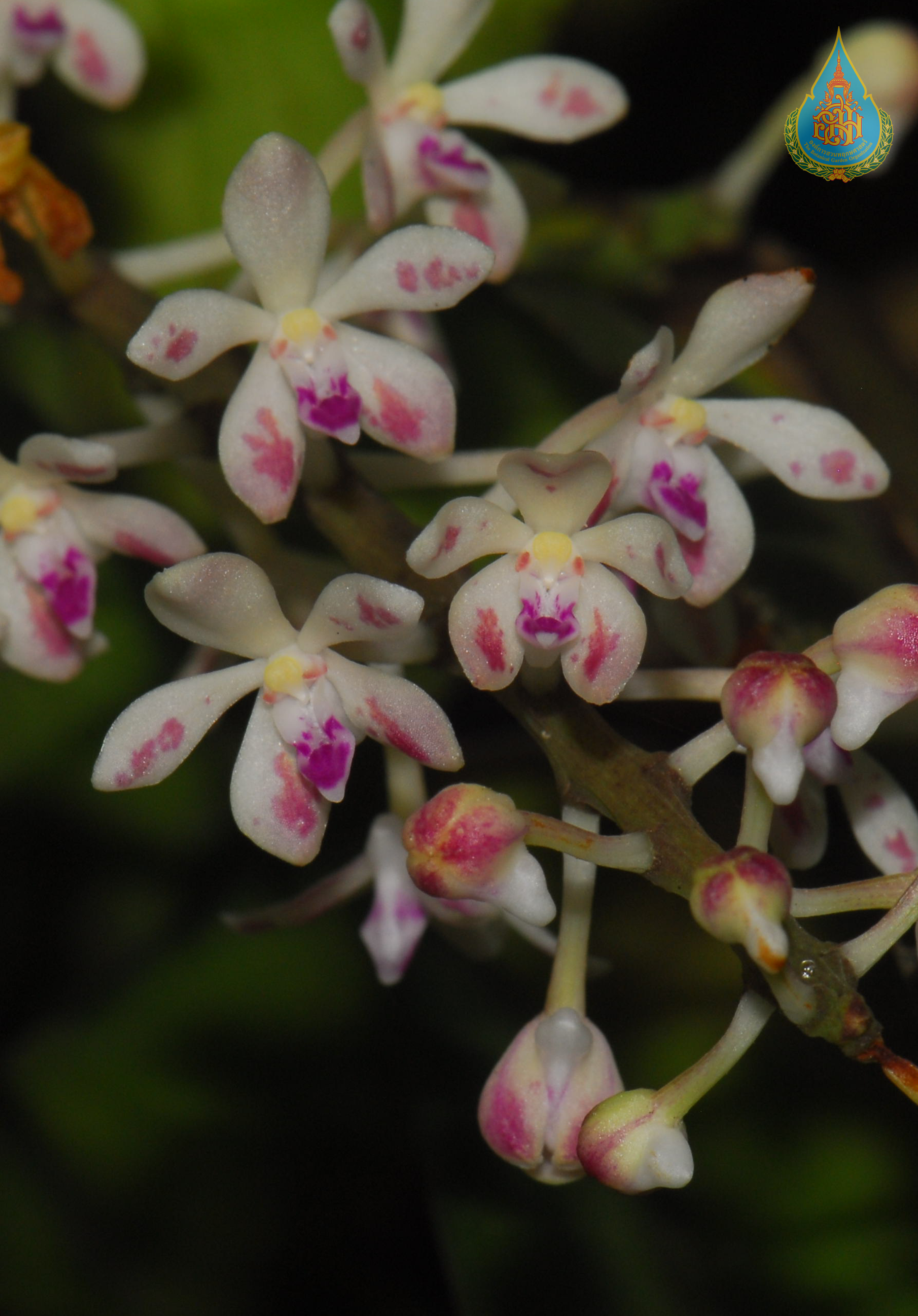 ช้างสารภีเชียงดาว Acampe joiceyana (J.J.Sm.) Seidenf.<br/>ORCHIDACEAE